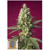SWEET SEEDS - SKYWALKER OG RUNTZ XL AUTO - 3+1 SEEDS