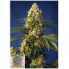 SWEET SEEDS - STRAWBERRY BANANA GELATO XL AUTO - 3+1 SEMI