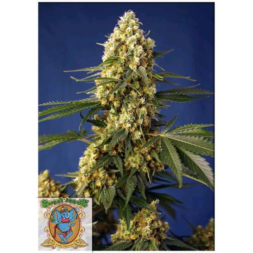 SWEET SEEDS - STRAWBERRY BANANA GELATO XL AUTO - 5+2 SEEDS