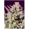 SWEET SEEDS - SWEET ZENZATION XL AUTO - 3+1 SEEDS