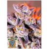 SWEET SEEDS - TROPICANNA POISON XL AUTO - 3+1 SEEDS