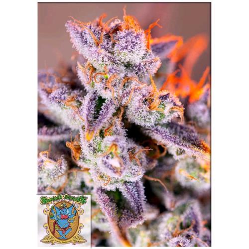 SWEET SEEDS - TROPICANNA POISON XL AUTO - BULK 500 SEMI