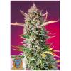 SWEET SEEDS - GORILLA SHERBET FEM - F1 FAST VERSION - 3+1 SEMI