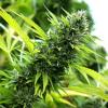 HUMBOLDT SEEDS - BANANA SAPPHIRE FEM - 10 SEMI