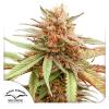 DUTCH PASSION - DURBAN DEW FEM - 5 SEMI 