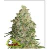 SEED STOCKERS - BCN CRITICAL XXL FEM - 1 SEME