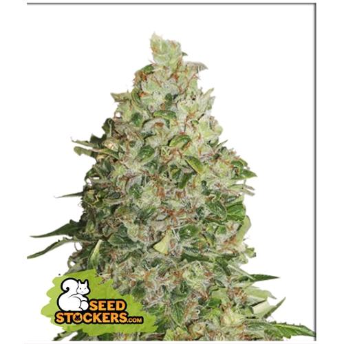 SEED STOCKERS - BCN CRITICAL XXL FEM - 1000 SEEDS