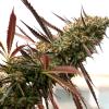 HUMBOLDT SEEDS - GHOST OF NYC - 10 SEMI