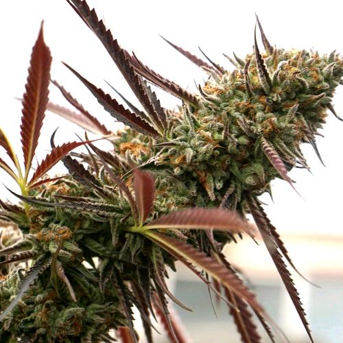 HUMBOLDT SEEDS - GHOST OF NYC FEM - 10 SEEDS