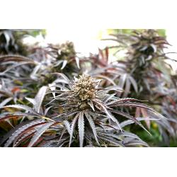 HUMBOLDT SEEDS - GHOST OF NYC FEM - 10 SEEDS