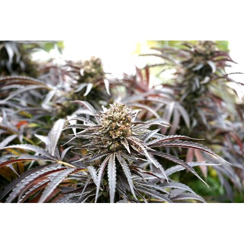 HUMBOLDT SEEDS - GHOST OF NYC FEM - 10 SEEDS