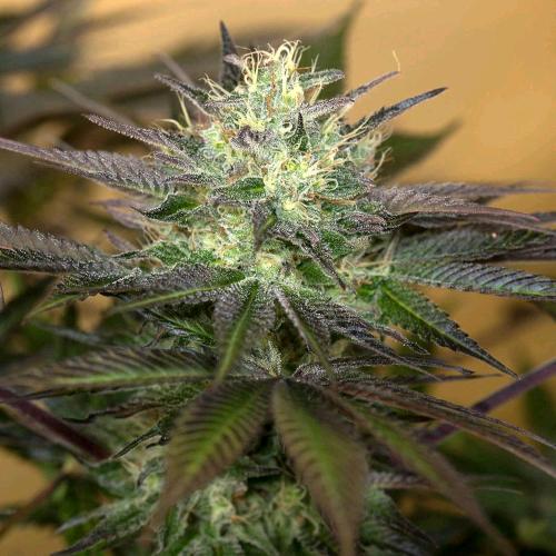 HUMBOLDT SEEDS - SAPPHIRE OG FEM - 3 SEMI