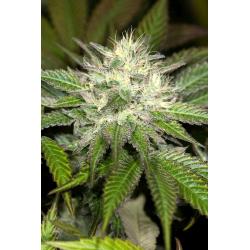HUMBOLDT SEEDS - SAPPHIRE OG FEM - 3 SEMI