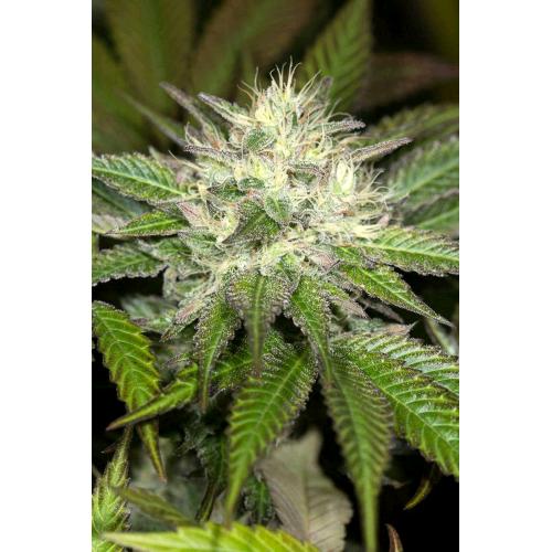 HUMBOLDT SEEDS - SAPPHIRE OG FEM - 3 SEMI
