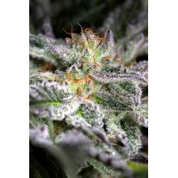 HUMBOLDT SEEDS - SAPPHIRE OG FEM - 3 SEMI