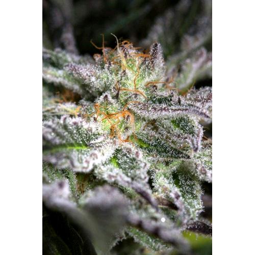 HUMBOLDT SEEDS - SAPPHIRE OG FEM - 3 SEMI