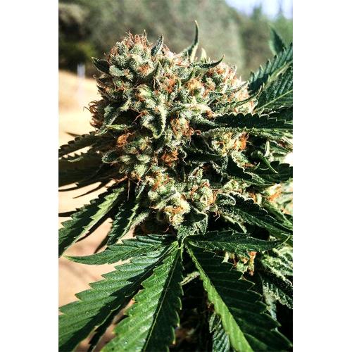HUMBOLDT SEEDS - SAPPHIRE OG FEM - 3 SEMI