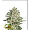 SEED STOCKERS - BIG BUD FEM - 3 SEMI