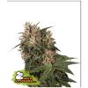 SEED STOCKERS - BLACKBERRY GUM FEM - 3 SEMI