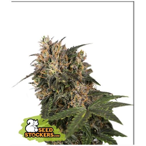 SEED STOCKERS - BLACKBERRY GUM FEM - 3 SEEDS