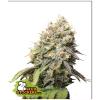 SEED STOCKERS -  BRUCE BANNER FEM - 3 SEEDS