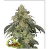 SEED STOCKERS - COOKIES FAST FEM - 3 SEEDS