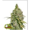 SEED STOCKERS - DO SI DOS FEM - 3 SEMI