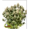 SEED STOCKERS - MOBY DICK FEM - 3 SEEDS