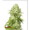 SEED STOCKERS - PINEAPPLE FEM - 3 SEEDS