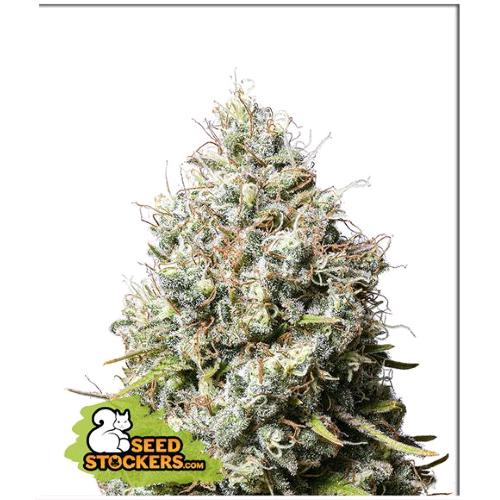 SEED STOCKERS - JACK HERER FEM - 3 SEEDS