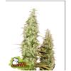 SEED STOCKERS - SANTA MARTA HAZE FEM - 3 SEMI