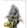 SEED STOCKERS - SOUR DIESEL FEM - 3 SEEDS