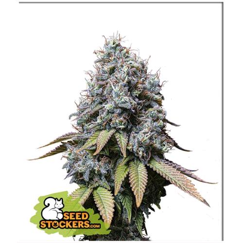 SEED STOCKERS - SOUR DIESEL FEM - 3 SEEDS