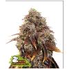 SEED STOCKERS - GELATO 41 FEM - 3 SEEDS