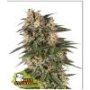 SEED STOCKERS - NORTHERN LIGHTS AUTO - 1 SEED