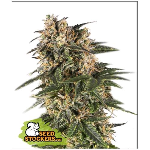 SEED STOCKERS - NORTHERN LIGHTS AUTO - 1 SEED