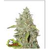 SEED STOCKERS - NORTHERN LIGHTS FEM - 3 SEEDS