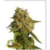 SEED STOCKERS - O.G. KUSH FEM - 3 SEEDS