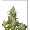 SEED STOCKERS - SHERBET AUTO - 3 SEEDS