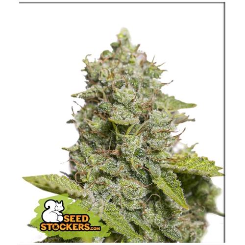 SEED STOCKERS - CBD CRITICAL XXL AUTO - 3 SEEDS