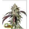 SEED STOCKERS - CBD NORTHERN LIGHTS FEM - 5 SEMI