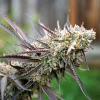 HUMBOLDT SEEDS - ICE CREAM CAKE FAST - 10 SEEDS