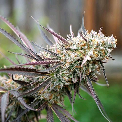 HUMBOLDT SEEDS - ICE CREAM CAKE FAST - 3 SEEDS