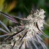 HUMBOLDT SEEDS - PEANUT BUTTER BREATH FAST - 5 SEEDS