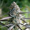 HUMBOLDT SEEDS - RUNTZ FAST - 3 SEEDS