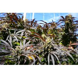 HUMBOLDT SEEDS - RUNTZ FAST - 10 SEEDS