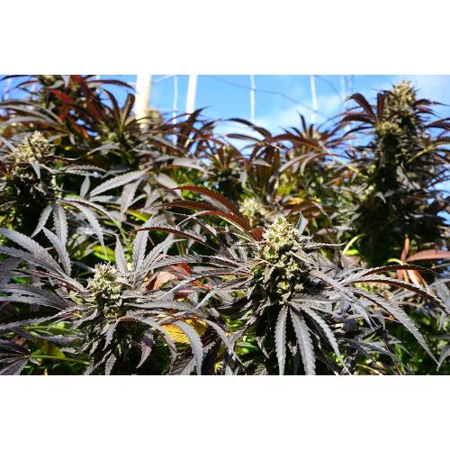 HUMBOLDT SEEDS - RUNTZ FAST - 10 SEEDS