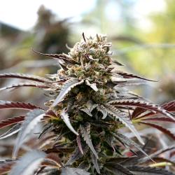 HUMBOLDT SEEDS - WHITE RUNTZ FAST - 5 SEEDS