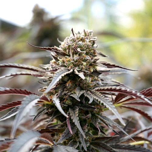 HUMBOLDT SEEDS - WHITE RUNTZ FAST - 5 SEEDS