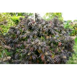 HUMBOLDT SEEDS - WHITE RUNTZ FAST - 5 SEEDS